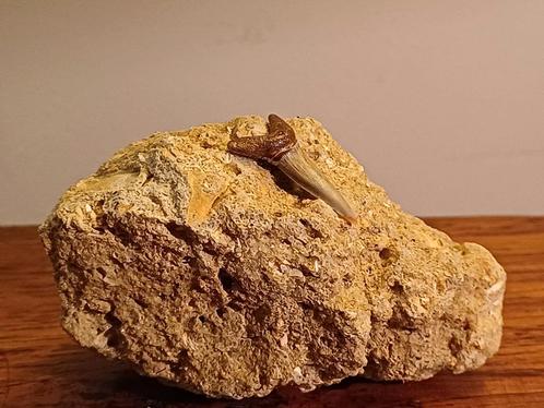 Fossiele haaientanden op natuurlijke matrix, Verzamelen, Mineralen en Fossielen, Fossiel, Ophalen of Verzenden
