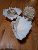 3 zeeschelpen, Enlèvement ou Envoi, Coquillage(s)