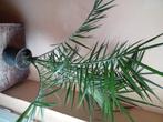 Palmier dattier, Jardin & Terrasse, Plantes | Jardin, Enlèvement