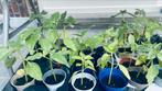 Zonnebloem planten, Jardin & Terrasse, Plantes | Jardin, Enlèvement ou Envoi