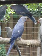 Vogels, Dieren en Toebehoren, Vogels | Parkieten en Papegaaien, Meerdere dieren, Parkiet, Geringd