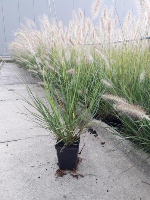 Lampenpoetsersgras / Pennisetum alopecuroides 'Hameln', Jardin & Terrasse, Plantes | Jardin, Enlèvement