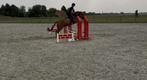 4 jarige New Forest merrie, Dieren en Toebehoren, Merrie, Gechipt, Dressuurpony, 3 tot 6 jaar