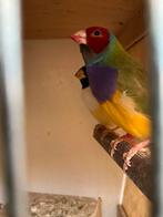 Gouldamadines, Dieren en Toebehoren, Vogels | Overige Vogels