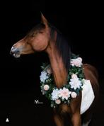 ‼️Prachtige bonte 2 jarige Zangersheide merrie ‼️, Dieren en Toebehoren, Paarden, Merrie, Springpaard, Gechipt, Niet van toepassing