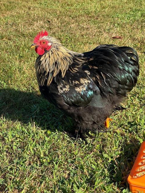 Cochin haan, Dieren en Toebehoren, Pluimvee, Kip, Mannelijk