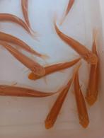 Les carpes albinos de 12/15 cm mangent des algues, des lenti, Animaux & Accessoires