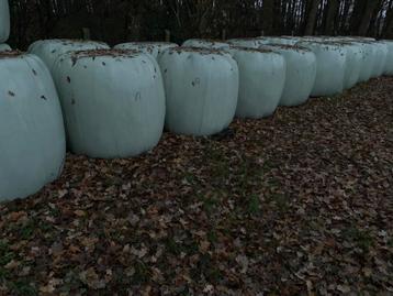 Grote balen voordroog, Dieren en Toebehoren, Runderen