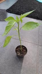 Paprika en kerstomaten plantjes, Tuin en Terras, Ophalen