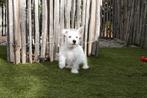 West highland white terriër pups (westie pups), Dieren en Toebehoren, België, 15 weken tot 1 jaar, CDV (hondenziekte), Meerdere