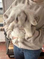 Konijn met kooi en benodigdheden