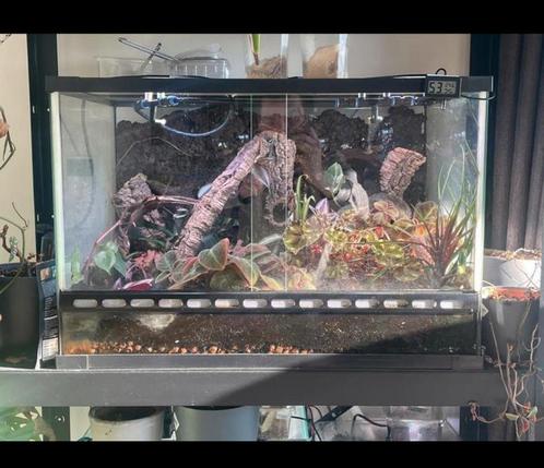 Terrarium met apparatuur, Dieren en Toebehoren, Reptielen en Amfibieën | Toebehoren, Zo goed als nieuw, Verlichting, Ophalen