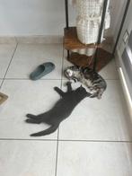 Chatons a DONNER, Enlèvement, Neuf