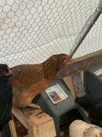 Araucana groenlegger leg kip, Femelle, Poule ou poulet