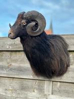 Oude opgezette zwarte rams kop, Enlèvement ou Envoi