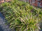 Bodembedekker Carex Morrowi, Ophalen, Vaste plant, Bodembedekkers, Halfschaduw