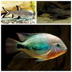 Stock de poisson complet ! ! !, Animaux & Accessoires, Poissons | Poissons d'aquarium, Autres types, Poisson d'eau douce