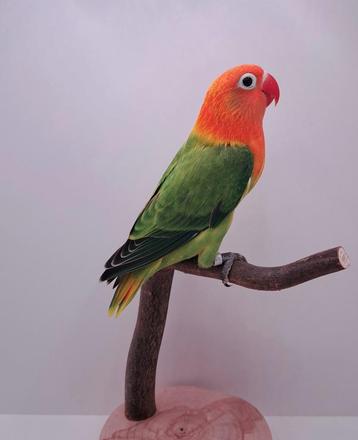 Fischeri: opaline & opaline euwing beschikbaar voor biedingen
