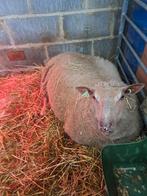 Hoogdrachtige ooi, Dieren en Toebehoren, Schapen, Geiten en Varkens