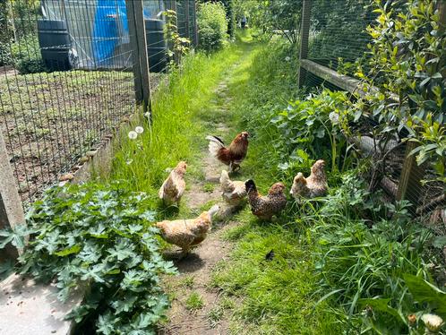 Broedeieren antwerpse baardkriel, Dieren en Toebehoren, Pluimvee