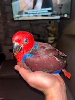 Vrouwelijke eclectus, Dieren en Toebehoren, Vogels | Parkieten en Papegaaien, Vrouwelijk, Papegaai, Geringd