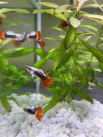 Jonge volwassen Guppy's in verschillende kleuren, Dieren en Toebehoren, Vissen | Aquariumvissen, Vis, Zoetwatervis, Schoolvis
