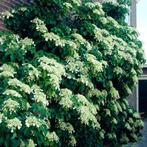 Klimhortensia of Hydrangea anomala petiolaris, Ophalen