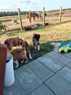 Prachtige australische herder pups, Dieren en Toebehoren, Honden | Herdershonden en Veedrijvers, België, 15 weken tot 1 jaar, CDV (hondenziekte)