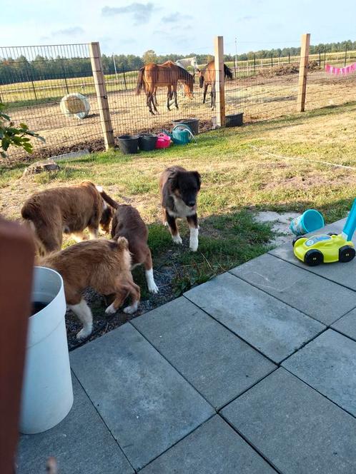 Prachtige australische herder pups, Dieren en Toebehoren, Honden | Herdershonden en Veedrijvers, Meerdere dieren, Herder, Fokker | Professioneel
