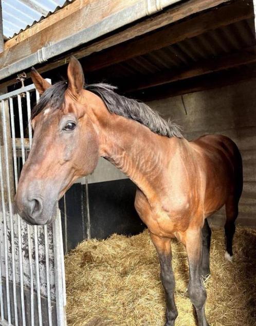 Goedgekeurde dekhengst, Dieren en Toebehoren, Paarden, Hengst, ZZ, 175 cm of meer, 11 jaar of ouder, Springpaard, Met stamboom
