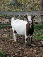 Vrouwtjes geit, Dieren en Toebehoren, Vrouwelijk, Geit, 3 tot 5 jaar