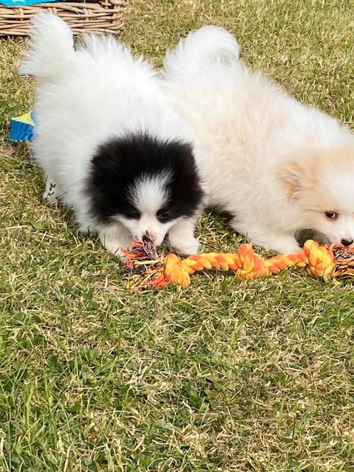 Klein keesjes (duitse spitz), Dieren en Toebehoren, Honden | Poolhonden, Keeshonden en Oertypen, Meerdere dieren, Keeshond, Fokker | Professioneel