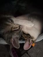 Kittens, Dieren en Toebehoren, Katten en Kittens | Raskatten | Langhaar, Kater, Ontwormd, 0 tot 2 jaar