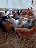 20 verschillende rassen vanaf 10 euro + benodigdheden, Vrouwelijk, Kip