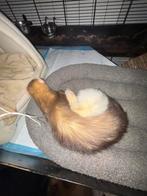 2 Fretten te koop (dringend weg), Dieren en Toebehoren, Overige Dieren, Juni, Mannelijk