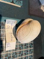 Schelpen, Verzamelen, Mineralen en Fossielen, Ophalen of Verzenden, Schelp(en)