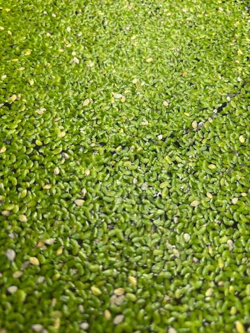 Drijfplanten beschikbaar voor biedingen
