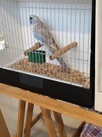 Pennant Rosella, Dieren en Toebehoren, Geringd