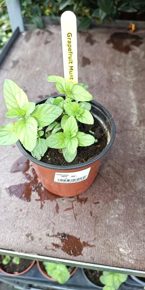 Grapefruit Munt, Tuin en Terras, Planten | Tuinplanten, Vaste plant, Kruiden, Halfschaduw, Zomer, Ophalen of Verzenden