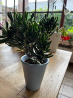 Trompetboompje + cache-pot, Huis en Inrichting, Kamerplanten, Ophalen of Verzenden, Vetplant, In pot, Volle zon
