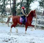 7j toffe tuiger, Dieren en Toebehoren, Paarden, Ruin, Tuigpaard