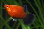 Platy Red Tuxedo and Coral Red, Animaux & Accessoires, Poissons | Poissons d'aquarium