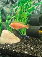 Malawi cichliden 9 stuks, Dieren en Toebehoren, Vissen | Aquariumvissen, Vis, Zoetwatervis