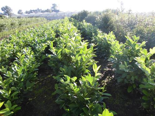 Laurierplanten in Promotie!!!, Tuin en Terras, Planten | Struiken en Hagen, Haag, Laurier, 100 tot 250 cm, Ophalen