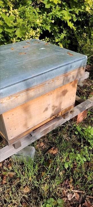 Carnica/bijen/bijenvolken, Dieren en Toebehoren, Insecten en Spinnen, Bijen