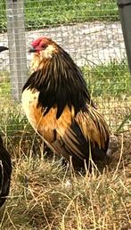 Grubbe haan kwartel, Dieren en Toebehoren, Pluimvee