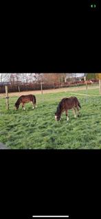 Welch pony, Dieren en Toebehoren, B