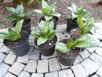 mooie sansevieria kamerplanten. Luchtzuiverend beschikbaar voor biedingen