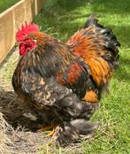 Cochin kriel, Dieren en Toebehoren, Pluimvee, Kip