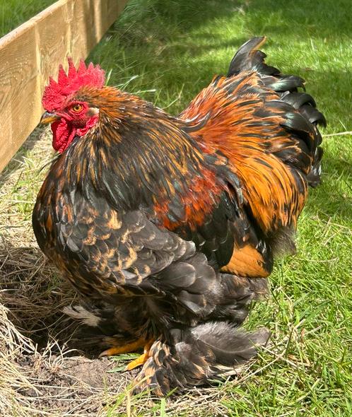 Cochin kriel, Dieren en Toebehoren, Pluimvee, Kip